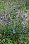 Hairyflower spiderwort